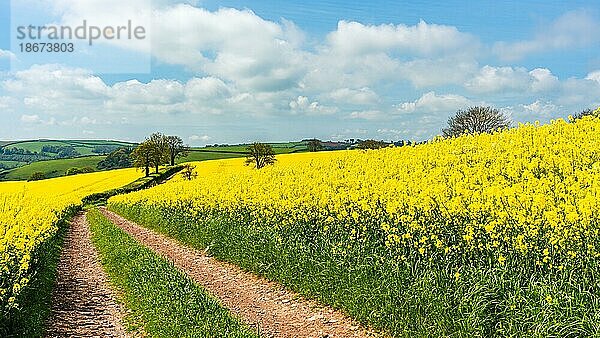 Rapsfelder und landwirtschaftliche Betriebe  Devon  England  Großbritannien  Europa