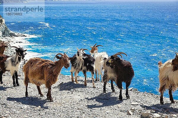 Korsische Ziegen am Cap Corse  Haute-Corse  Korsika  Frankreich  Europa