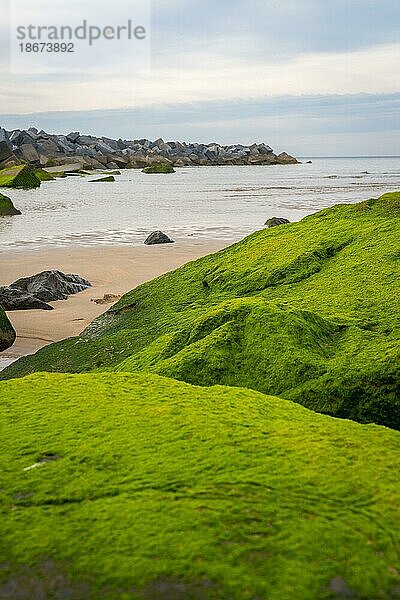 Detail der grünen Felsen am Strand von Zurriola in der Stadt San Sebastian  Baskenland