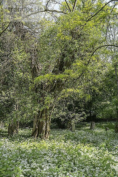 Blühender Bärlauch (Allium ursinum) zwischen alten Grabsteinen in einem alten Waldfriedhof  Singen am Hohentwiel  Landkreis Konstanz  Baden-Württemberg  Deutschland  Europa