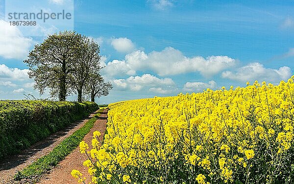 Rapsfelder und landwirtschaftliche Betriebe  Devon  England  Großbritannien  Europa