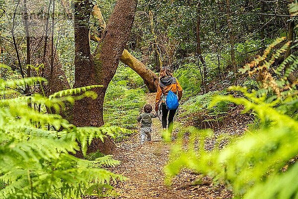 Wanderung durch Las Creces auf dem Pfad im Mooswald des Nationalparks Garajonay  La Gomera  Kanarische Inseln