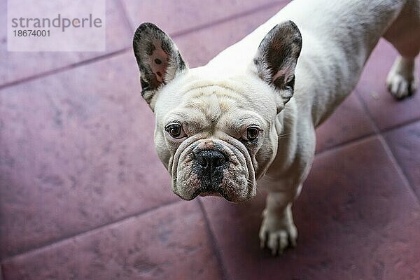 Hohe Winkel von Französisch Bulldogge Hund Stehen und starrte in die Kamera. Lila Hintergrund