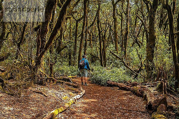 Mann beim Trekking im Naturpark Garajonay del Bosque auf La Gomera  Kanarische Inseln. Bäume mit Moos  feuchter Wald auf dem Weg von Raso de la Bruma und Risquillos de Corgo