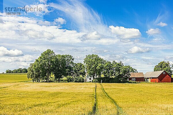 Bauernhof auf dem Lande in einer Baumgruppe an einem Kornfeld in Schweden