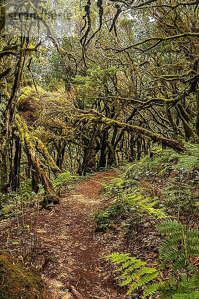 Trekking im Naturpark Garajonay del Bosque auf La Gomera  Kanarische Inseln. Bäume mit Moos  feuchter Wald auf dem Weg von Raso de la Bruma und Risquillos de Corgo
