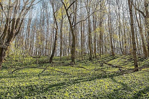 Knospende Blätter in einem Laubwald mit Bärlauch (Allium ursinum) an einem sonnigen Frühlingstag