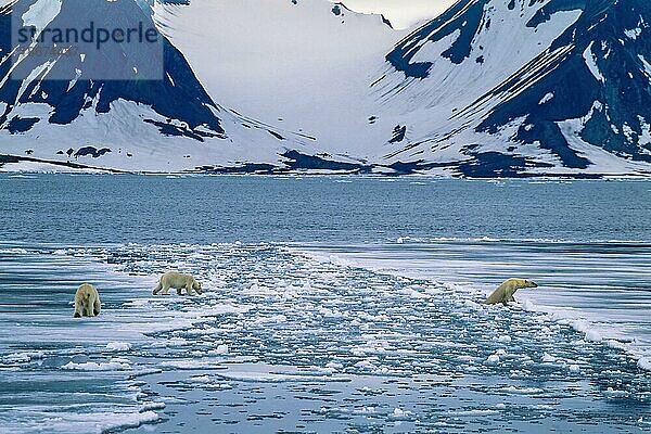 Eisbären auf dem Weg zur Überquerung einer Eisrutsche in einer arktischen Küstenlandschaft auf Spitzbergen  Svalbard  Norwegen  Europa