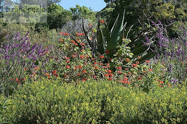 Bunte Blumen im Kirstenbosch  Kapstadt  Südafrika