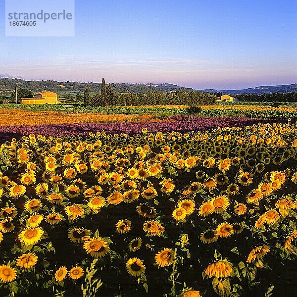 Sonnenblumen- und Lavendelfelder  Luberon  Provence  Frankreich  Europa