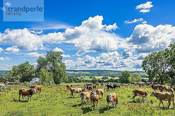Rinder auf einer Wiese in einer schönen ländlichen Landschaft im Sommer in Schweden