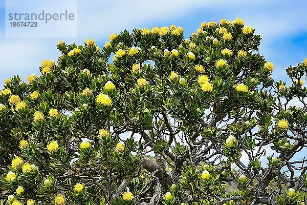 Blühende Nadelkissenprotea (Leucospermum Arten)  Tafelberg Nationalpark  Kapstadt  Südafrika