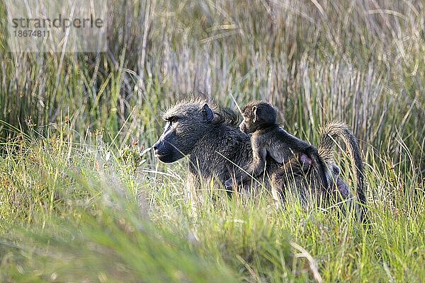 Tschakma-Pavian (Papio ursinus) oder Bärenpavian  Jungtier auf dem Rücken der Mutter  Isimangaliso Wetland Nationalpark  Kwazulu Natal  Südafrika