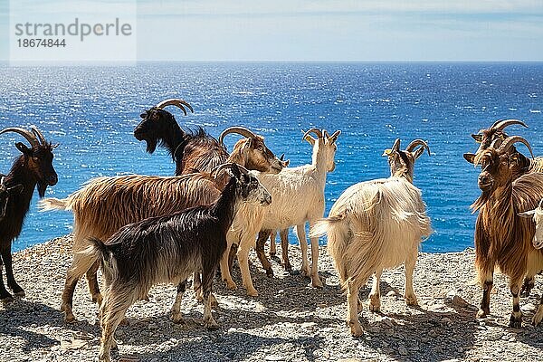 Korsische Ziegen am Cap Corse  Haute-Corse  Korsika  Frankreich  Europa