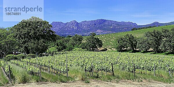 Weinberg  Groot Constantia Wine Estate  Kapstadt  Südafrika