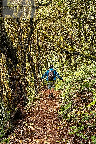 Mann beim Trekking in den moosbewachsenen Bäumen des feuchten Waldes von Garajonay auf La Gomera  Kanarische Inseln