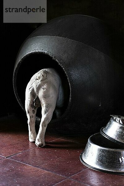 Rückansicht einer Französischen Bulldogge beim Betreten der Hundehütte