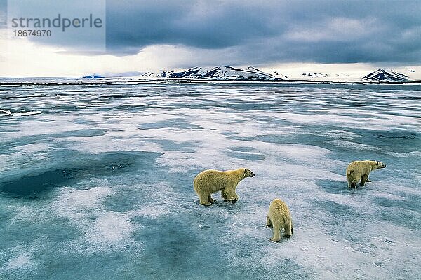 Eisbären auf dem Eis in einer arktischen Landschaft  Spitzbergen  Svalbard  Norwegen  Europa