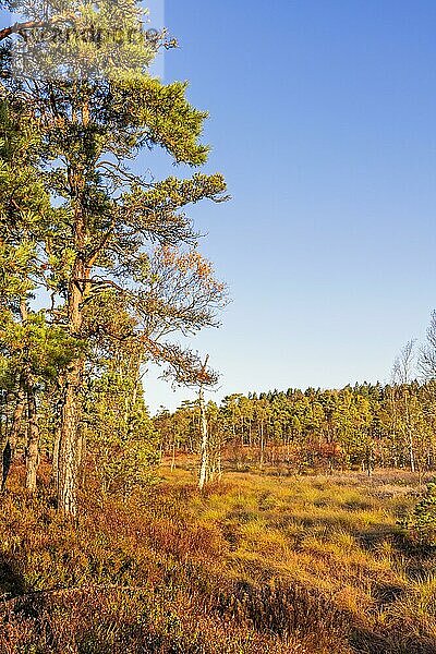 Bäume in einem Moor mit Herbstfarben an einem Tag mit Sonnenschein  Schweden  Europa