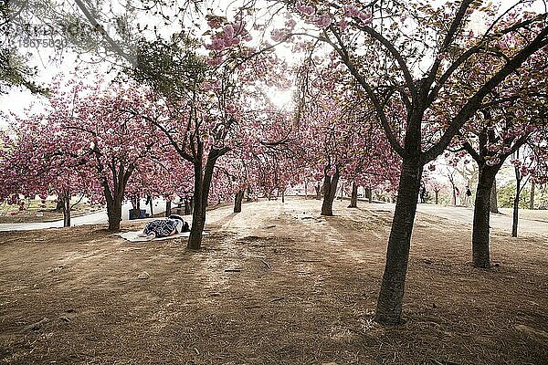 Japanische Blütenkirsche (Prunus serrulata) in Südkorea  Ast  Laubbaum  Sonne  Morgenlicht  Gegenlicht  Person schläft unter Bäumen