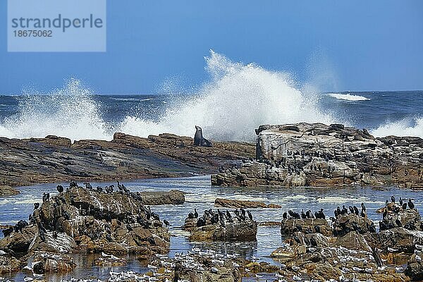 Kap der Guten Hoffnung  Kapscharben (Phalacrocorax capensis)  Haubenseeschwalben (Thalasseus bergii) und Südafrikanische Seebären (Arctocephalus pusillus)  Kapstadt  Südafrika