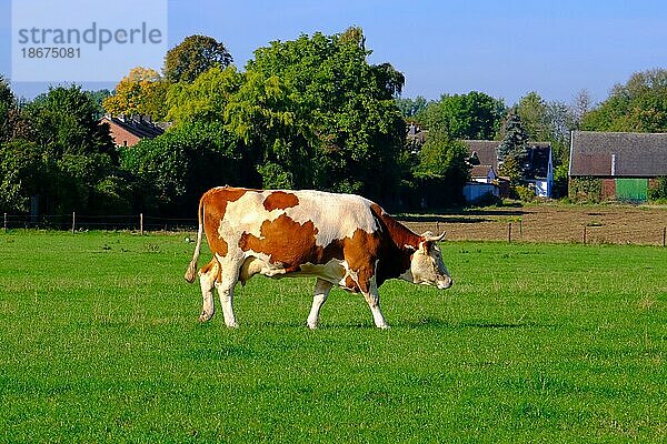 Kuh (Bos taurus) auf grüner Wiese  Nordrhein-Westfahlen  Deutschland  Europa
