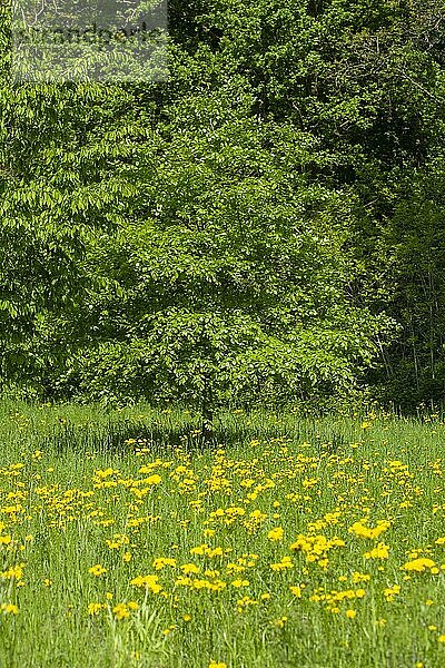 Blumenwiese mit Bäumen und Löwenzahnblüte im Frühling  Vegesack  Bremen-Nord  Bremen  Deutschland  Europa