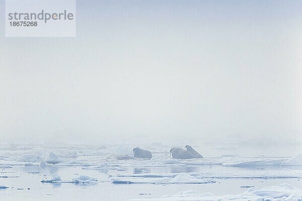 Walrosse (Odobenus rosmarus)  die auf einer Eisscholle im Arktischen Ozean bei Nebel in Svalbard  Spitzbergen  Norwegen  ruhen  Europa