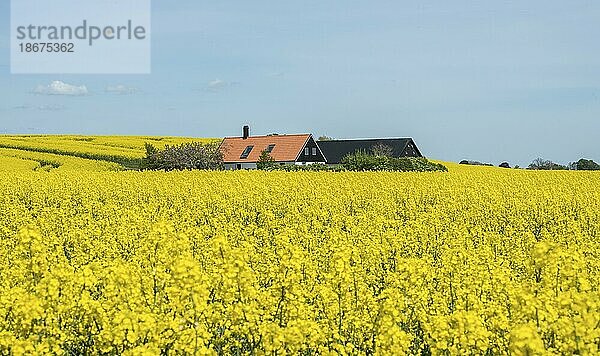 Landschaft mit blühenden Rapsfeldern in der Gemeinde Ystad  Schonen  Schweden  Skandinavien  Europa