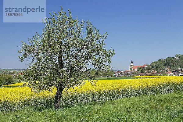 Obstbaumblüte und Rapsfelder mit Blick auf die Stiftskirche in Herrenberg  Baden-Württemberg  Deutschland  Herrenberg  Landkreis Böblingen  Baden-Württemberg  Deutschland  Europa