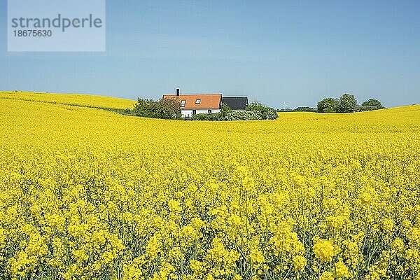 Landschaft mit blühenden Rapsfeldern in der Gemeinde Ystad  Schonen  Schweden  Skandinavien  Europa