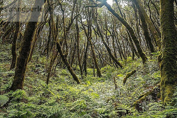 Farne neben den moosbewachsenen Bäumen des feuchten Waldes von Garajonay auf La Gomera  Kanarische Inseln