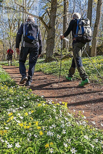 Männer mit Rucksäcken auf einem Wanderweg im Wald mit blühenden Buschwindröschen (Anemone nemorosa) und Gelbem Windröschen (Anemone ranunculoideson) an einem sonnigen Frühlingstag