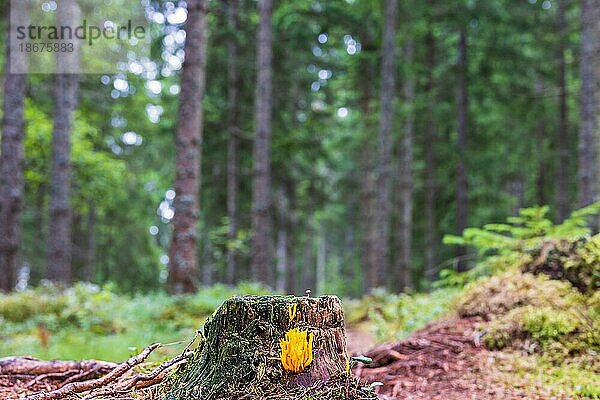 Gelber Clavarioid Pilz  der auf einem Baumstumpf in einem schwedischen Fichtenwald wächst