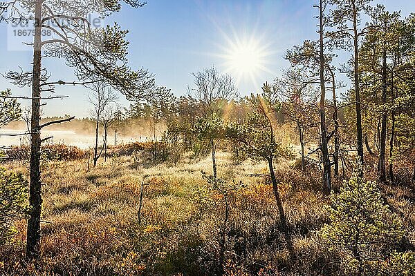 Kiefernwald auf einem Moor mit Nebel und Sonnenschein im Herbst