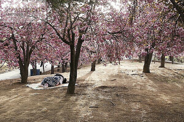 Japanische Blütenkirsche (Prunus serrulata) in Südkorea  Ast  Laubbaum  Sonne  Morgenlicht  Gegenlicht  Person schläft unter Bäumen