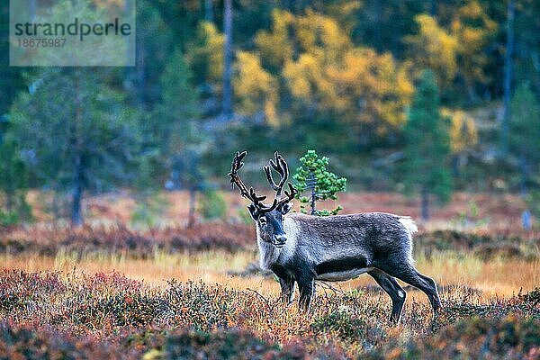 Rentierbulle im Wald mit Herbstfarben in Lappland  Schweden  Europa