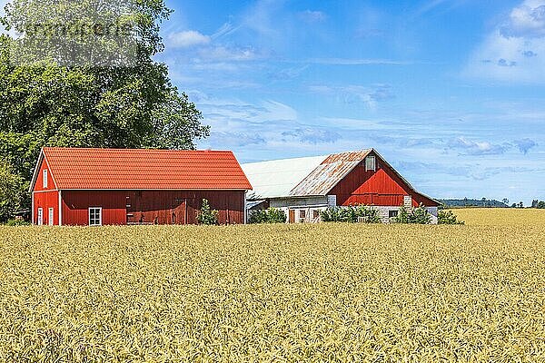 Rote landwirtschaftliche Gebäude an einem Maisfeld im Sommer in Schweden