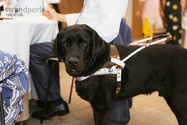 Schwarzer Labrador  der als Blindenhund für eine blinde Frau arbeitet. Assistent für die blinde Person. In einem Restaurant mit seinem Besitzer