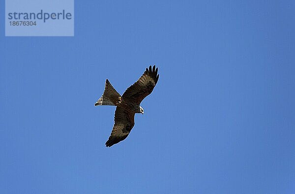 Rotmilan (Milvus milvus) im Flug gegen blauen Himmel