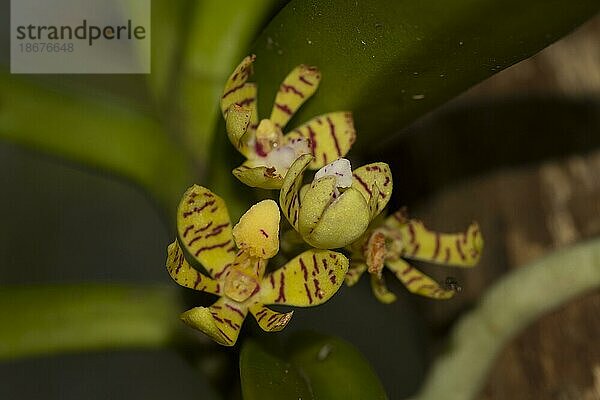 Nahaufnahme der Blüte einer Orchidee (Acampe pachyglossa)  als Epiphyt auf Baumstamm wachsend  Ankarafantsika Nationalpark  West-Madagaskar  Madagaskar  Afrika