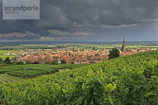 Gewitter über den Weinbergen und Blick auf das Dorf Dambach la Ville  Vogesen  Elsass  Frankreich  Europa