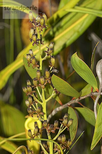 Blütenstand einer Fleisch fressenden Kannenpflanze (Nepenthes madagascariensis)  nahe Toamasina  Ost-Madagaskar  Madagaskar  Afrika