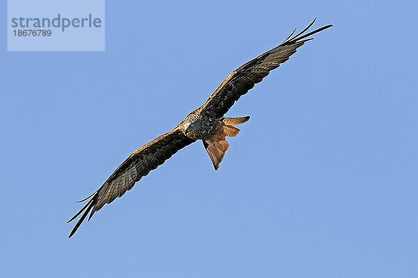 Rotmilan (Milvus milvus) im Flug gegen blauen Himmel