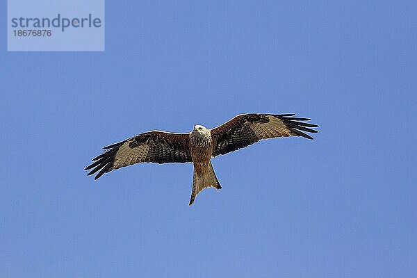 Rotmilan (Milvus milvus) im Flug gegen blauen Himmel