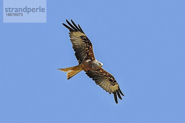 Rotmilan (Milvus milvus) im Flug  der gegen den blauen Himmel aufsteigt