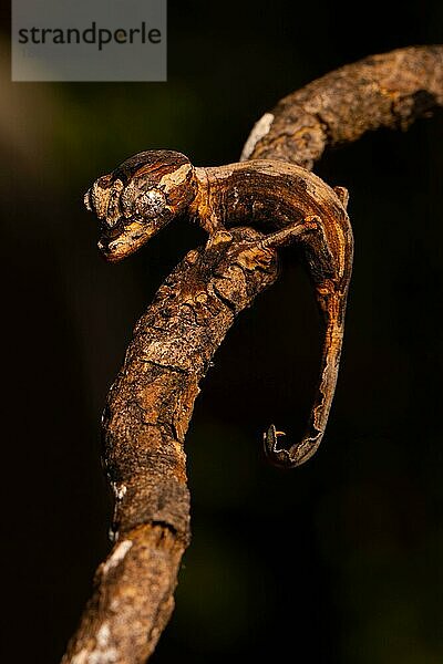 Günthers Plattschwanzgecko (Uroplatus guentheri)  Jungtier  auf Ast getarnt im Trockenwald von Ankarafantsika  West-Madagaskar  Madagaskar  Ostafrika  Afrika