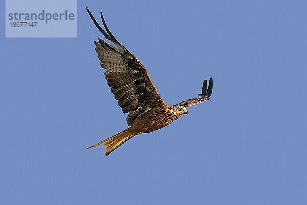 Rotmilan (Milvus milvus) im Flug mit beschädigten Flügelfedern vor blauem Himmel