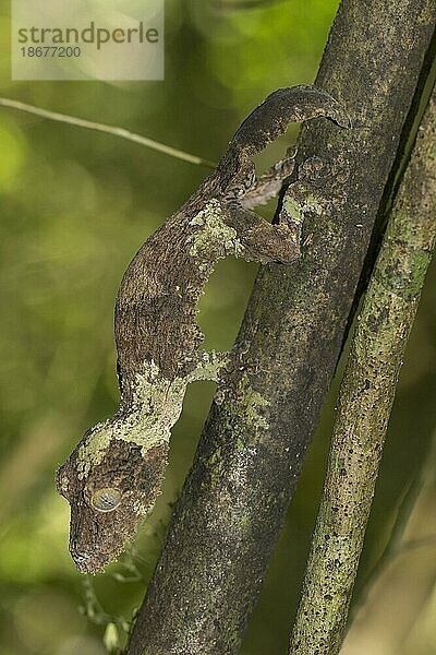 Sikoras Blattschwanzgecko (Uroplatus sikorae) auf Ast  im Regenwald von Andasibe  Ost-Madagaskar  Madagaskar  Afrika