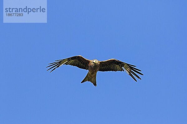 Rotmilan (Milvus milvus) im Flug gegen blauen Himmel